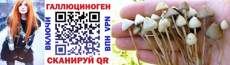 Псилоцибиновые грибы Psilocybine cubensis Вичуга